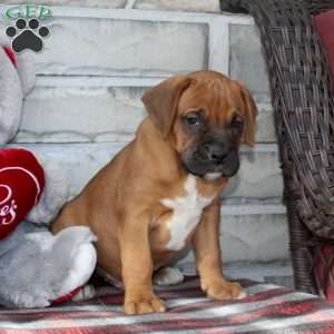 Bronco, Boxer Puppy